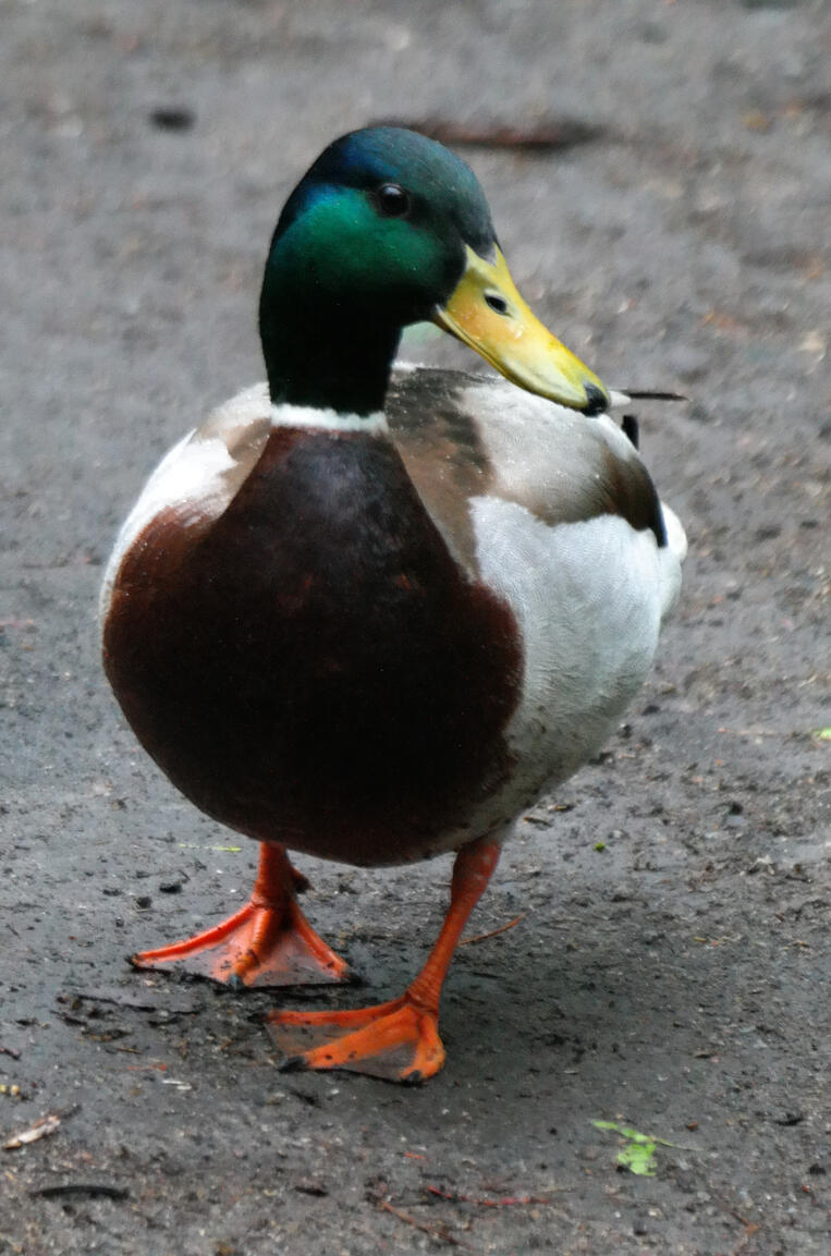 Ente - Samsung NX300M