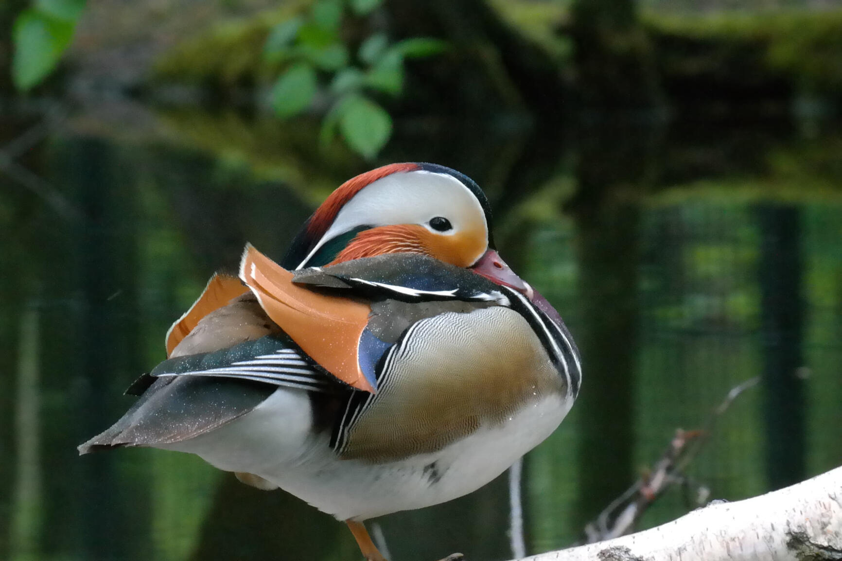 Eine Mandarinente von der Seite fotografiert.