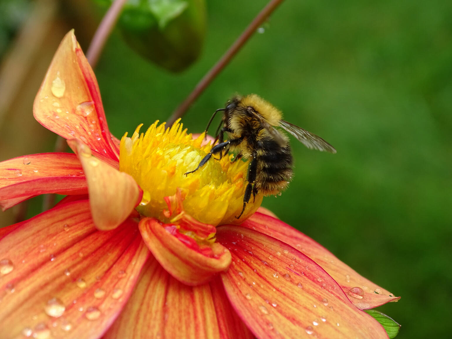 Biene auf einer Blume