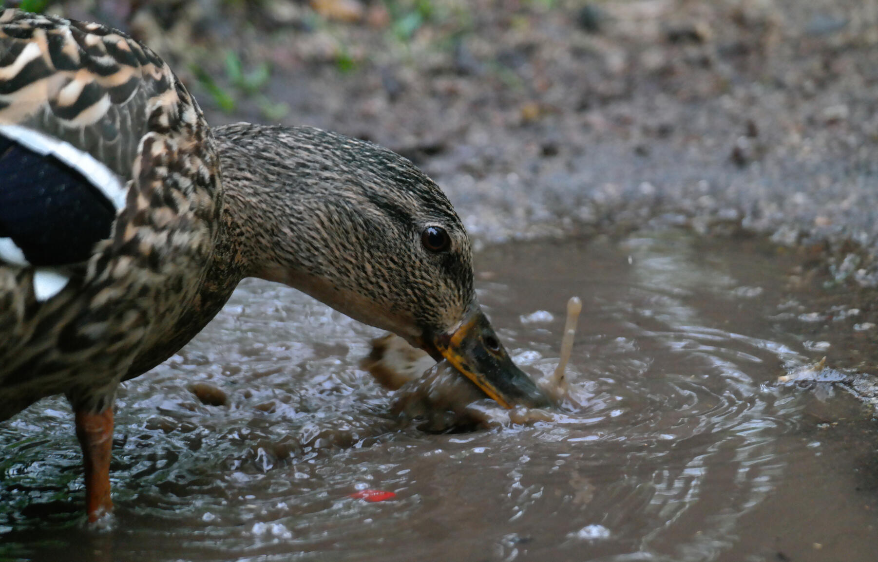 Ente die Wasser aus einer Pfütze trinkt