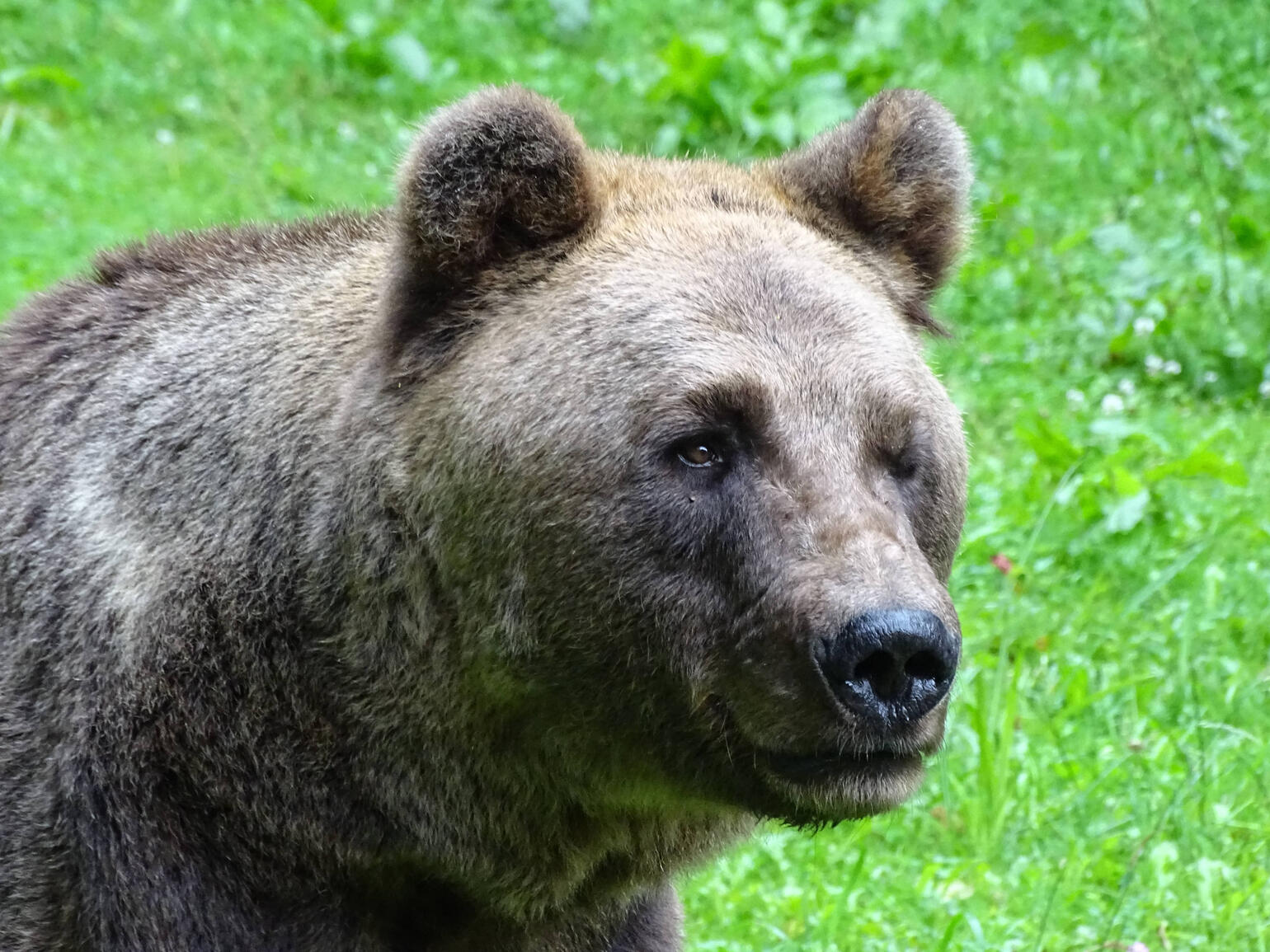 Ein Braunbär, dem das linke Auge fehlt.