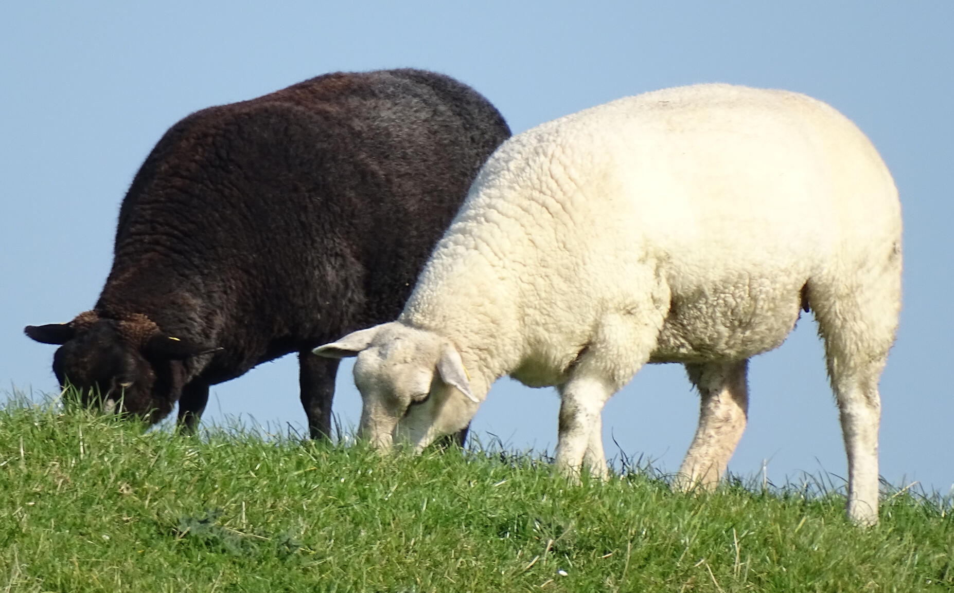 Ein schwarzes und ein weißes Schaf auf einer Wiese