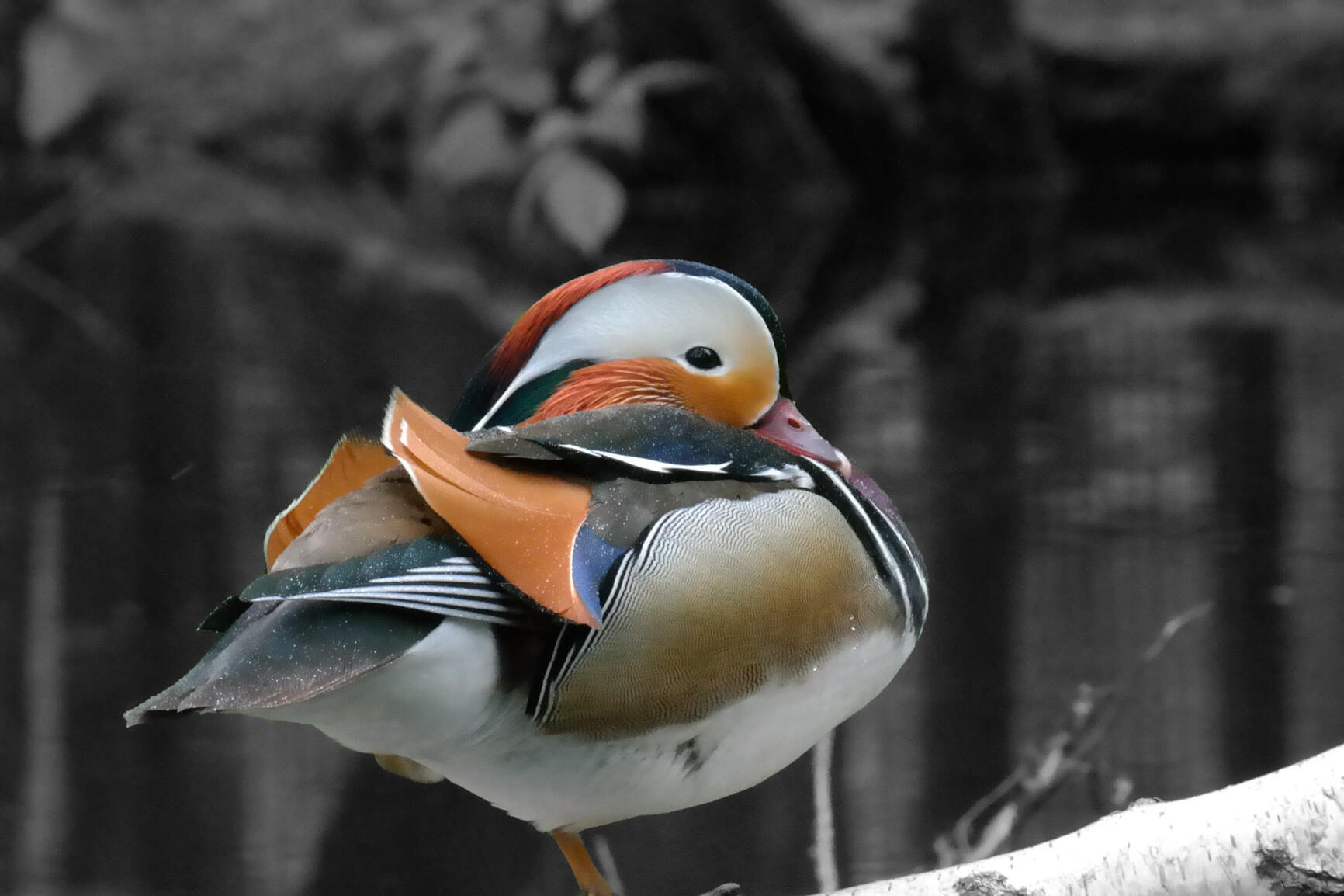 Eine Mandarinente von der Seite fotografiert.