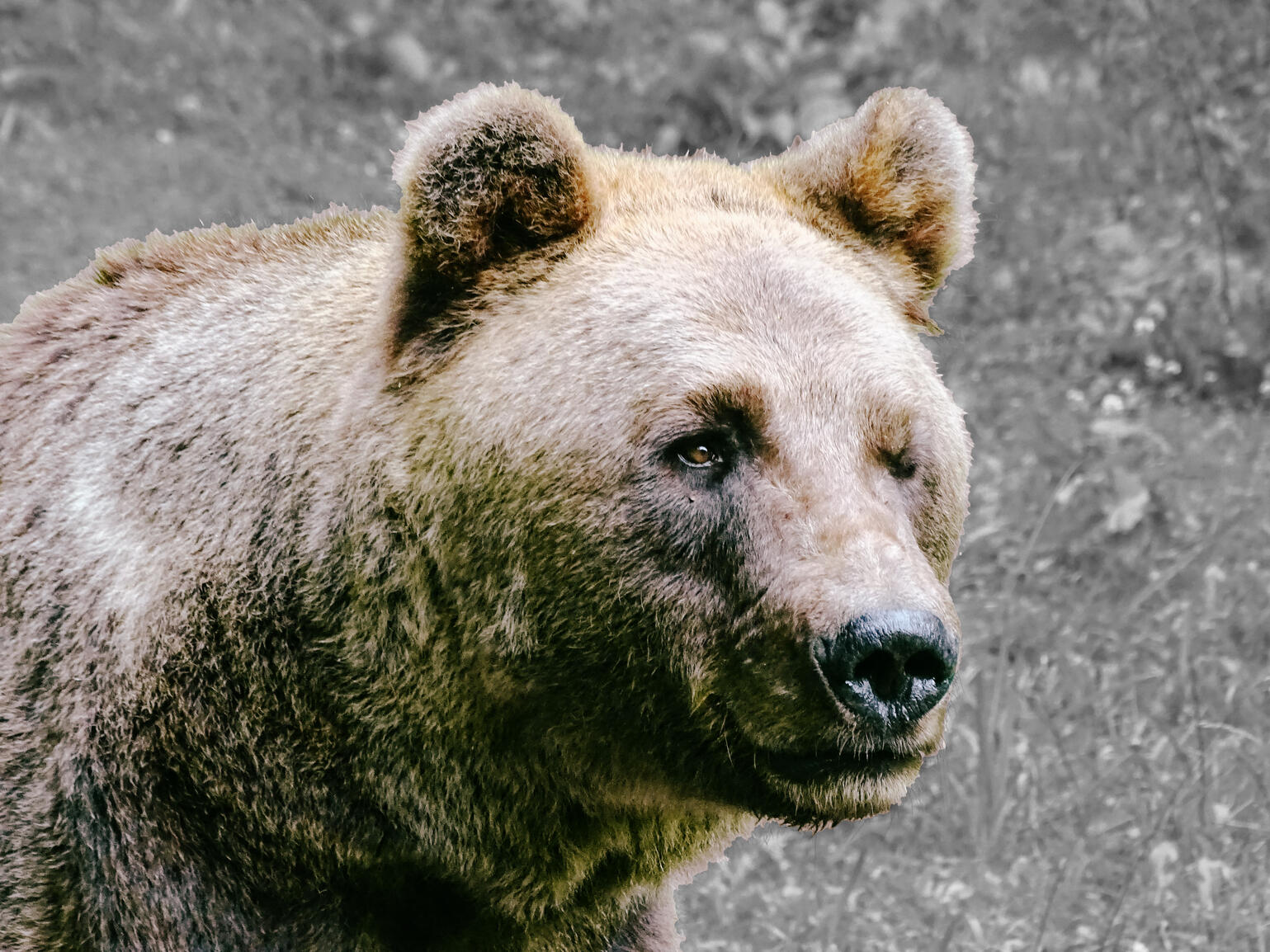 Ein Braunbär, dem das linke Auge fehlt.