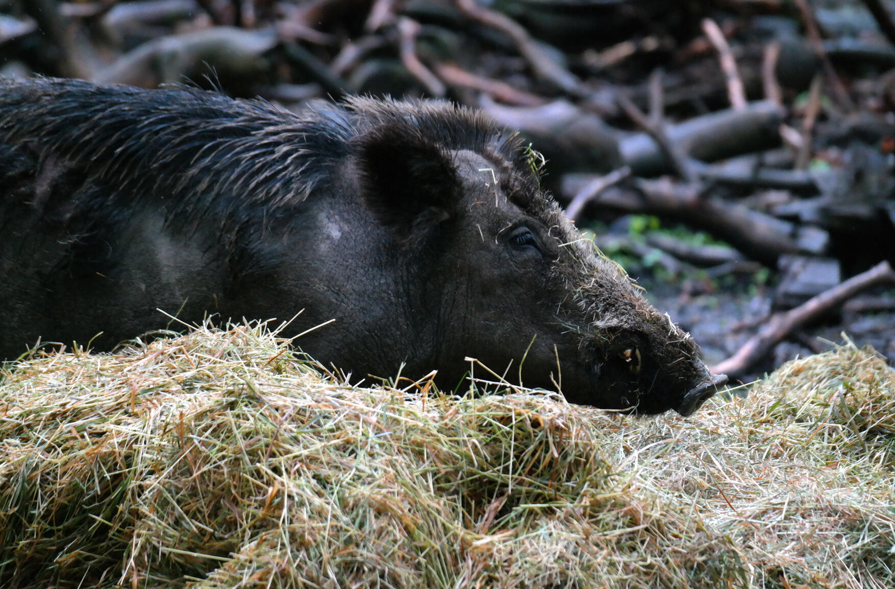 Seitenansicht Wildschwein im Stroh