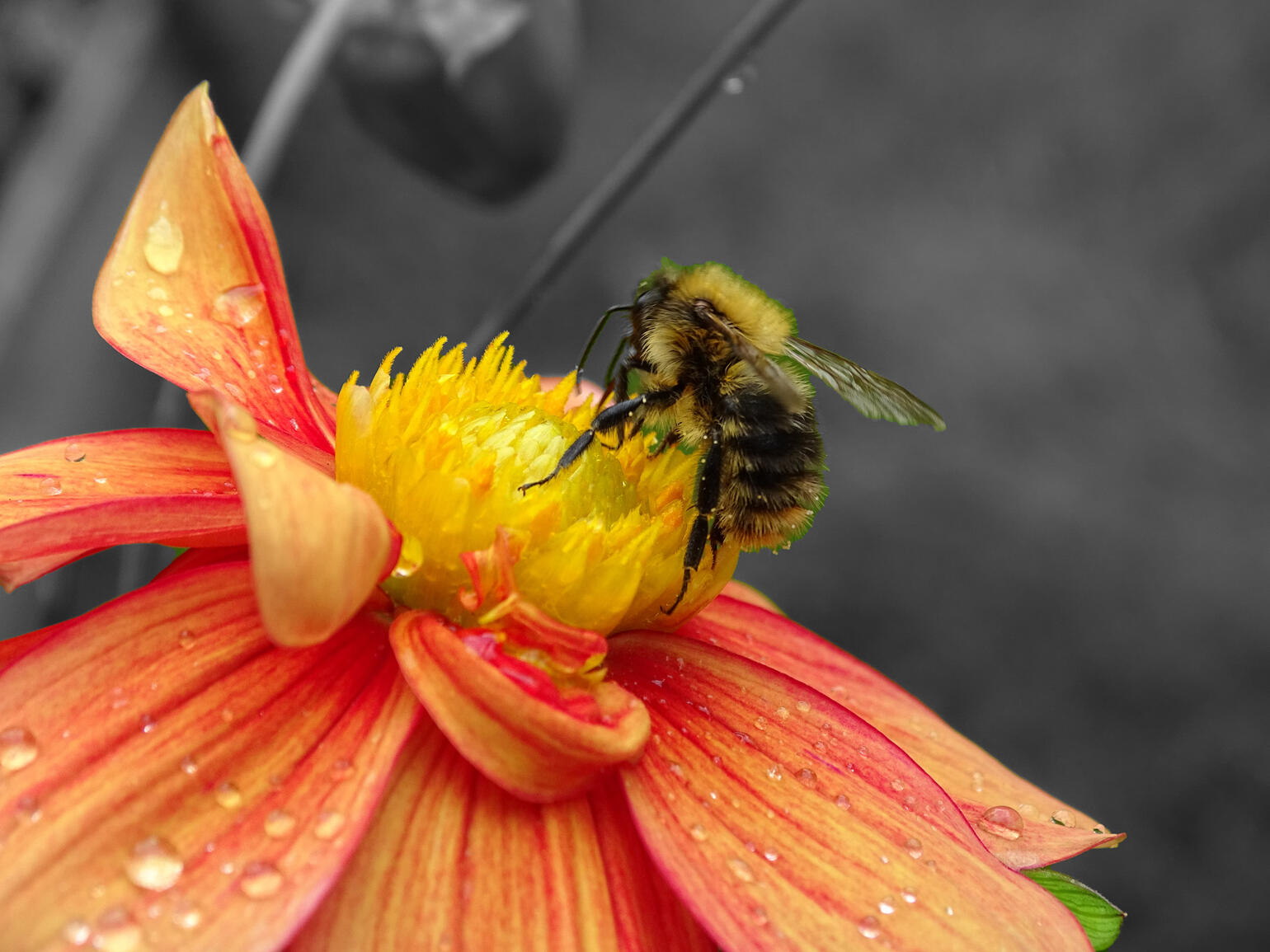 Biene auf einer Blume